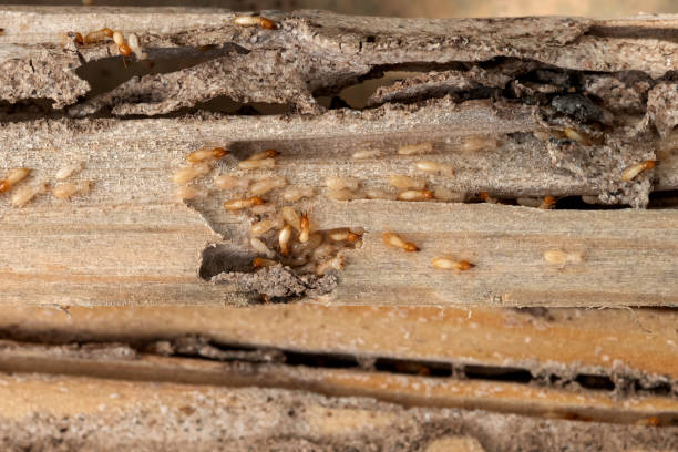 Best Affordable Pest Control Services  in Woodsboro, TX